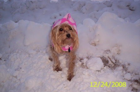 Dixie in the Snow