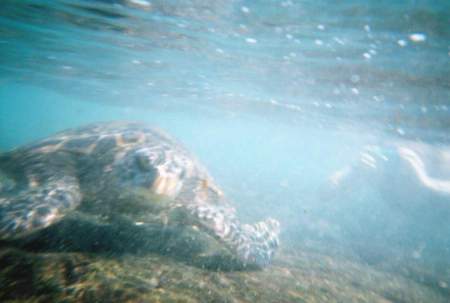 Turtle Bay, Hawaii