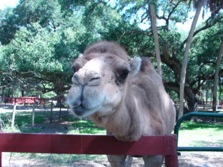 RUDY CAMEL