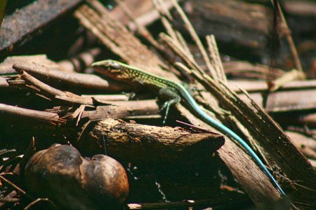 Jungle lizard