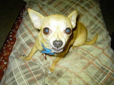 Our 11 yr old Chihuahua -- Rita