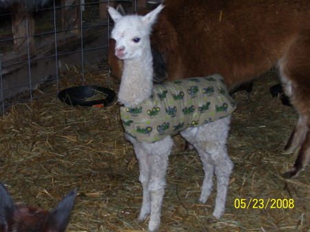 Amira a day old with her new coat!
