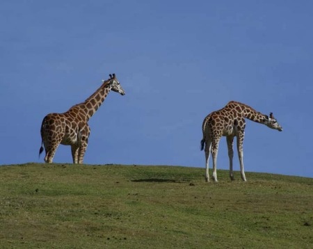 Giraffes on safari