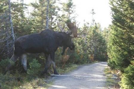 THE BIG MOOSE