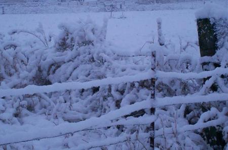 barbwire n snow