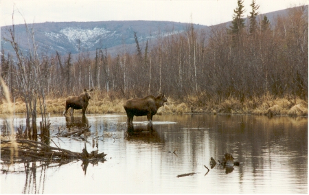 Moose 5