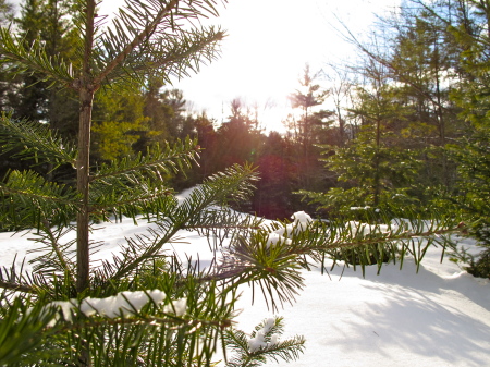 Whitefish Dunes