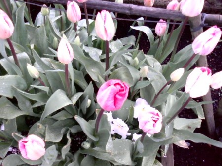 Tulips at LaConner!!