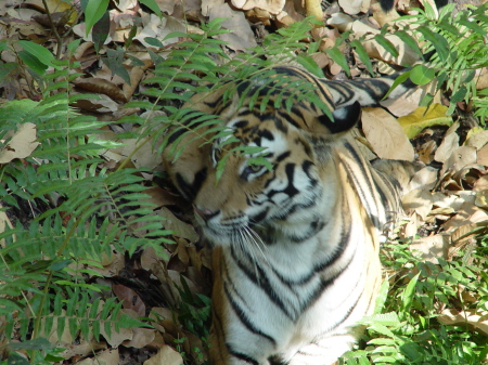 Female Tiger on India Safari