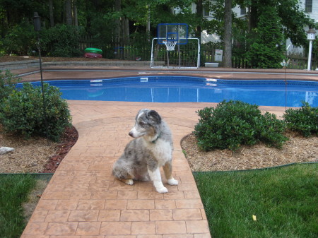 Champ by the pool