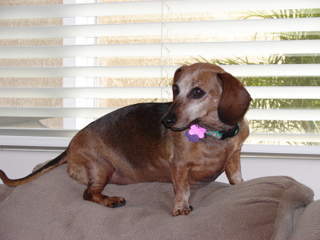 Coco the diabetic dog