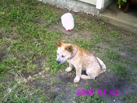 Cattle dog, Heeler