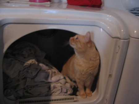 Sweetie checking out the dryer.