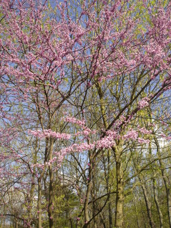 Spring in West Virginia