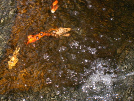 Cool Koi fish