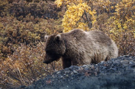 Grizzly in Denali NP, AK