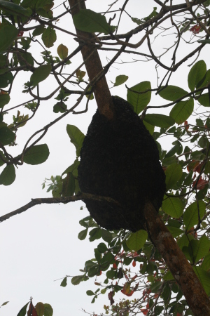 Termite nest