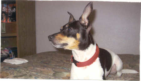Guido our Rat Terrier