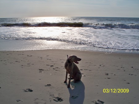 Gunner at the beach