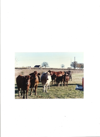 mi vacas