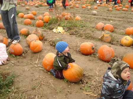 picking a pumpkin