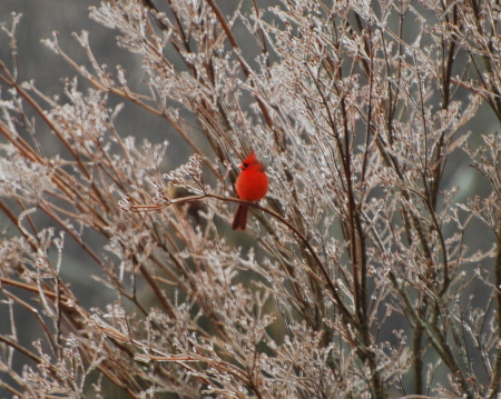 Cardinal in winter