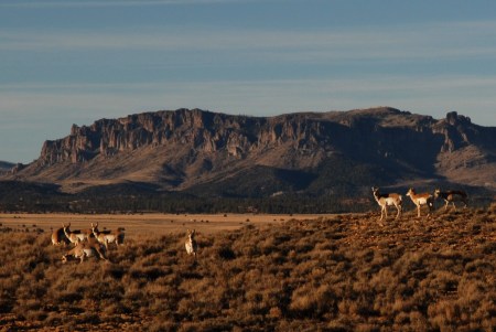 antelope grazing