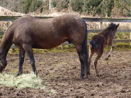 2009 Foal #1