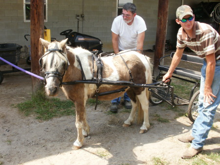 Dobbin in harness