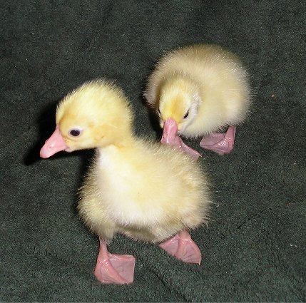 Baby geese from 2007