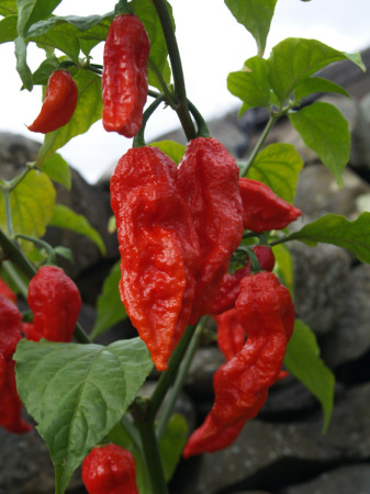 Bhut Jolokia!!!!!!!