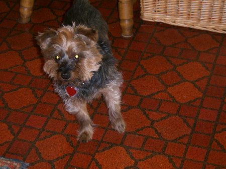 Yogie our Yorkie