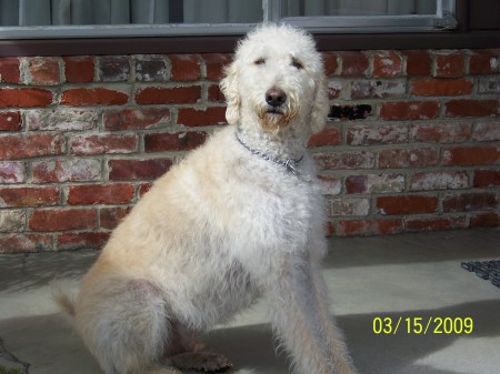 Toby the Labradoodle