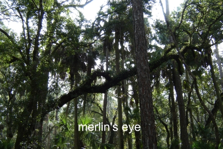 A Merlin's Eye