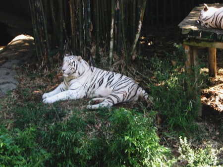 New Orleans Zoo.