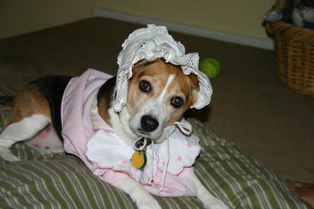 Torturing the beagle!