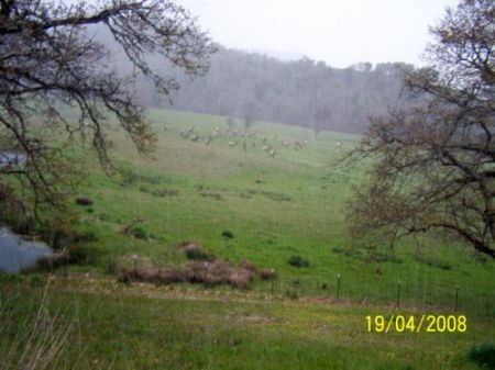 Elk Herd