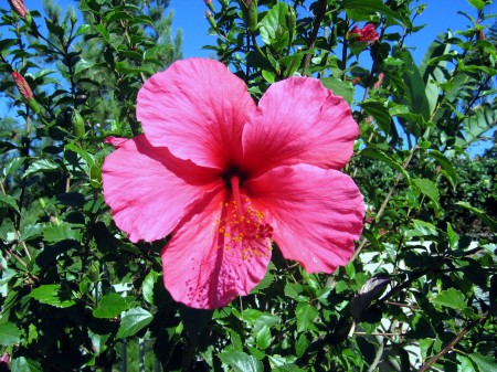 Hawaiian Flowers in our back yard