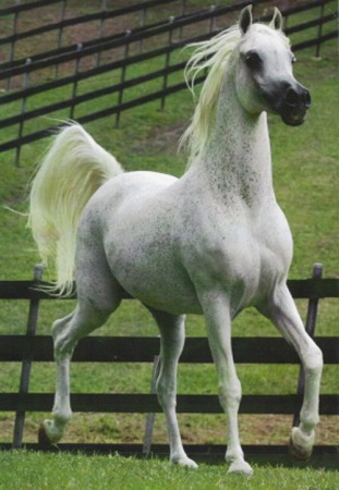 Arabian Stallion