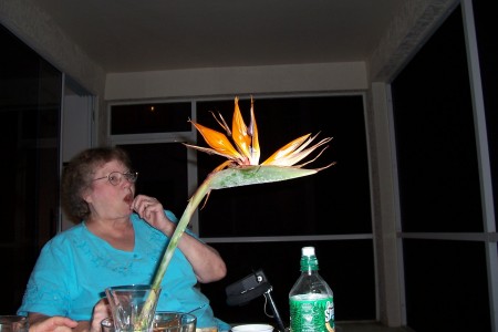 my wife dolly behind a Bird of Paradise flower