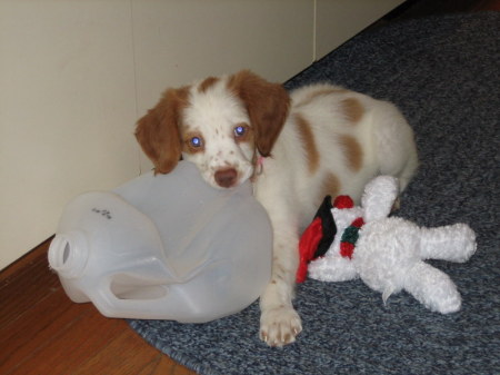 haley as a puppy