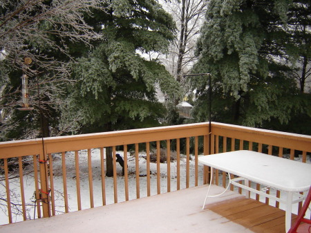 Bear In back Yard in 2008