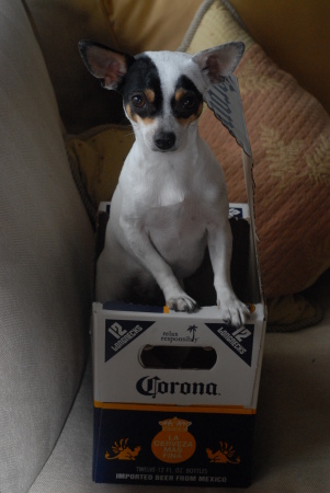 our baby corona