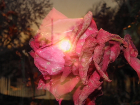 twilight roses