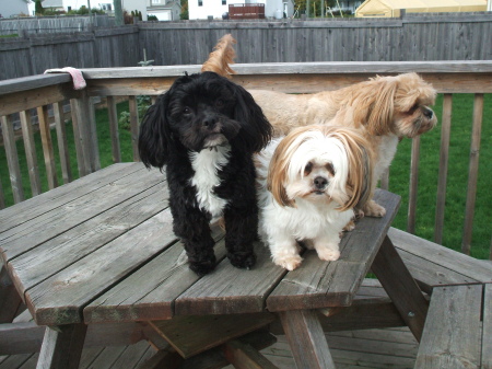 Shih Tzu Family