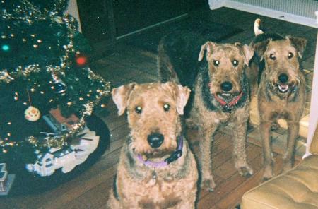 Our Airedales