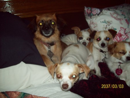 All 5 of our 4 legged children