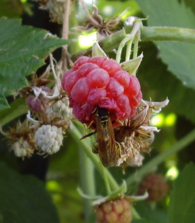 Yellow Jacket feeding on our Rasberrys