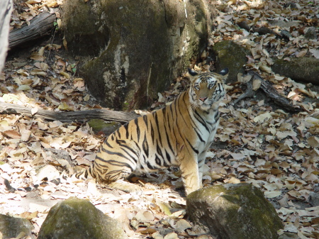 Our India Safari-Feb 09