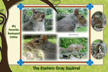 The Gray Squirrel